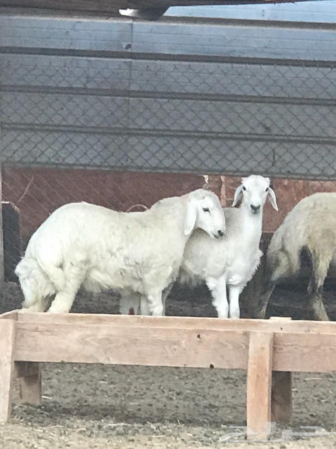 طليان حريه ذبايح شحم تم البيع