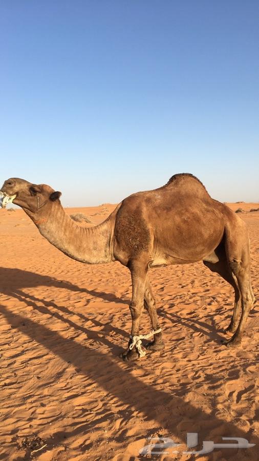 البيع فحل ابل اصفر