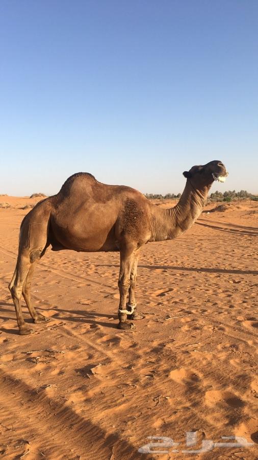 البيع فحل ابل اصفر