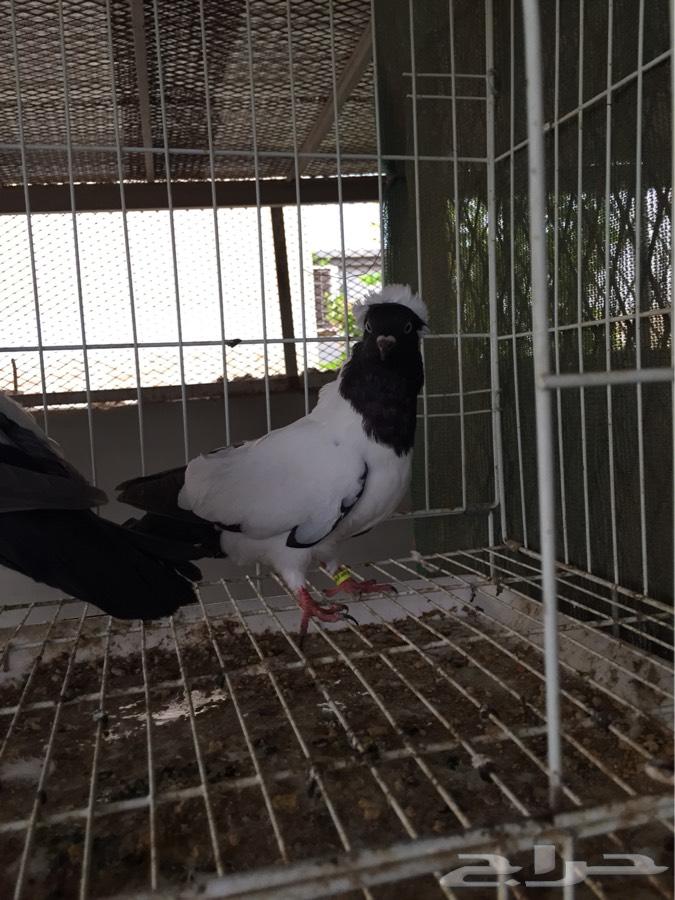 (طبه فاخره سوداني امريكي )