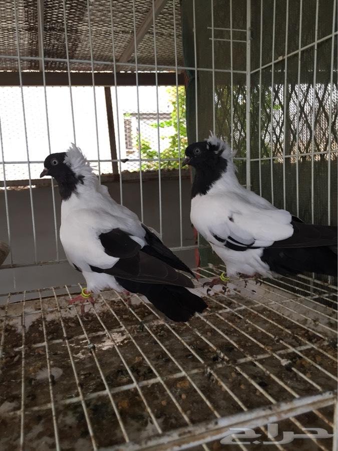 (طبه فاخره سوداني امريكي )