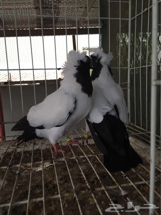 (طبه فاخره سوداني امريكي )
