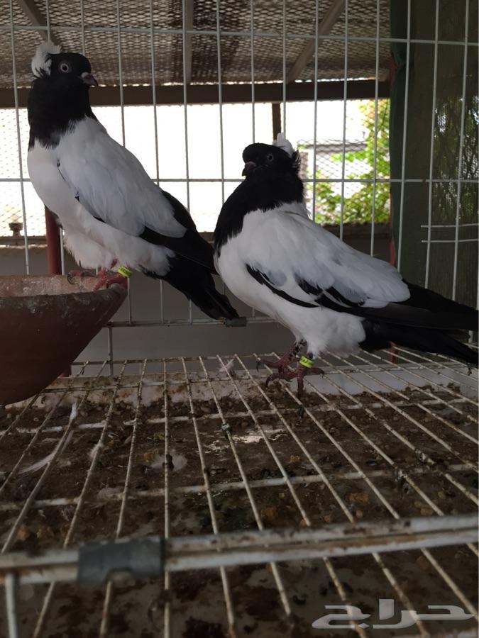 (طبه فاخره سوداني امريكي )