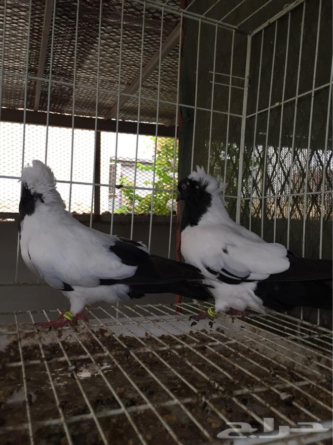 (طبه فاخره سوداني امريكي )