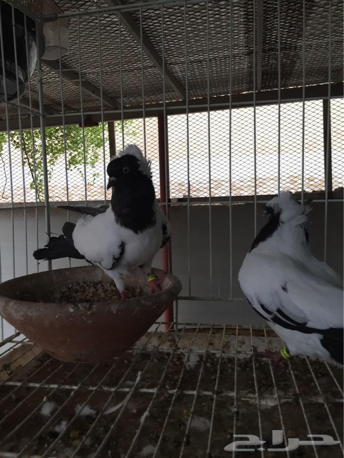 (طبه فاخره سوداني امريكي )