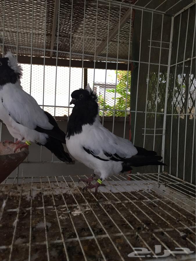 (طبه فاخره سوداني امريكي )