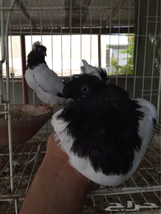 (طبه فاخره سوداني امريكي )