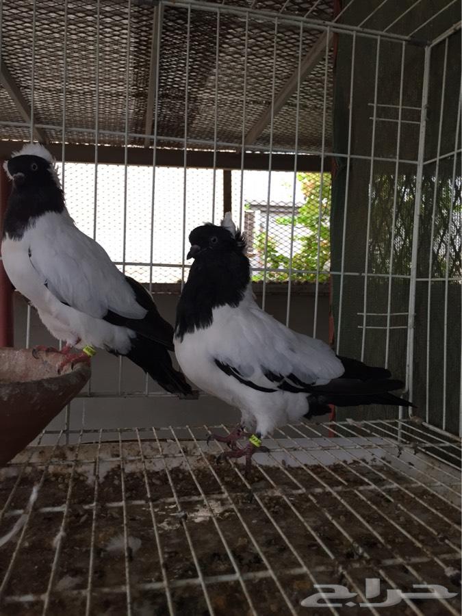 (طبه فاخره سوداني امريكي )