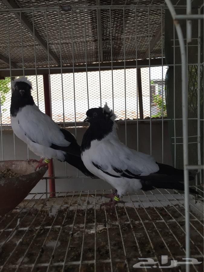 (طبه فاخره سوداني امريكي )
