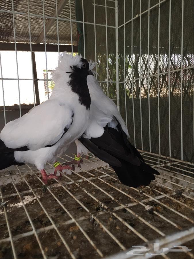 (طبه فاخره سوداني امريكي )