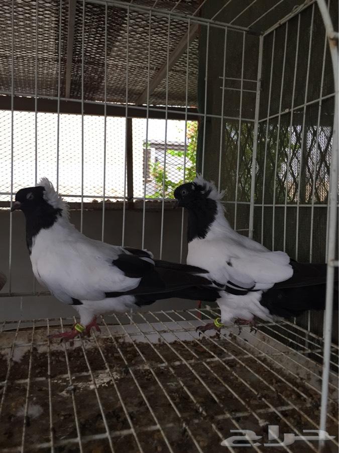(طبه فاخره سوداني امريكي )