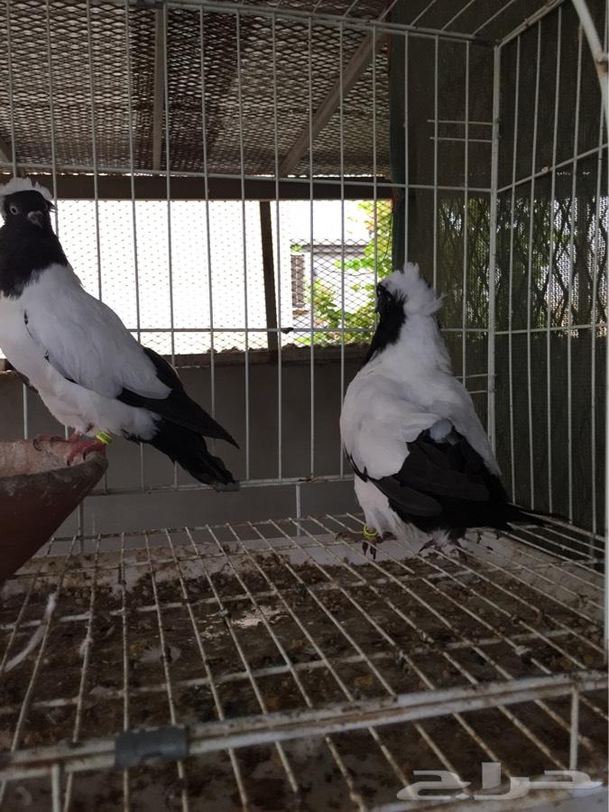 (طبه فاخره سوداني امريكي )