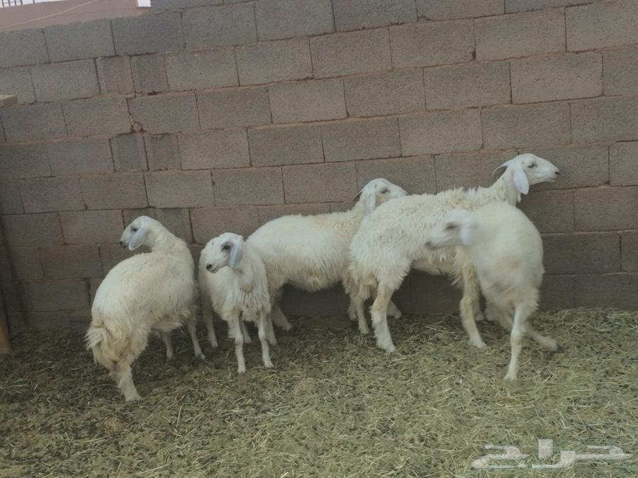 طليان حريات للبيع