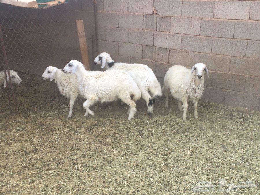 طليان حريات للبيع