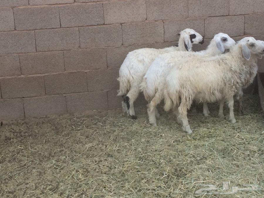 طليان حريات للبيع