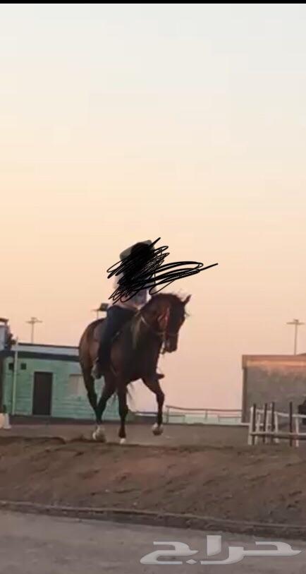 حصان انجليزي ب اوراق