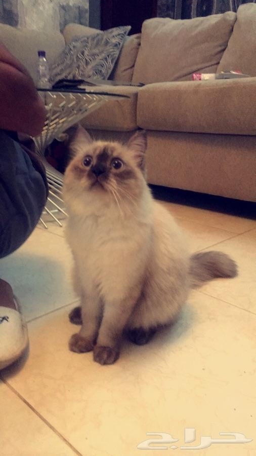 انثى هملايا حامل ( تم البيع )