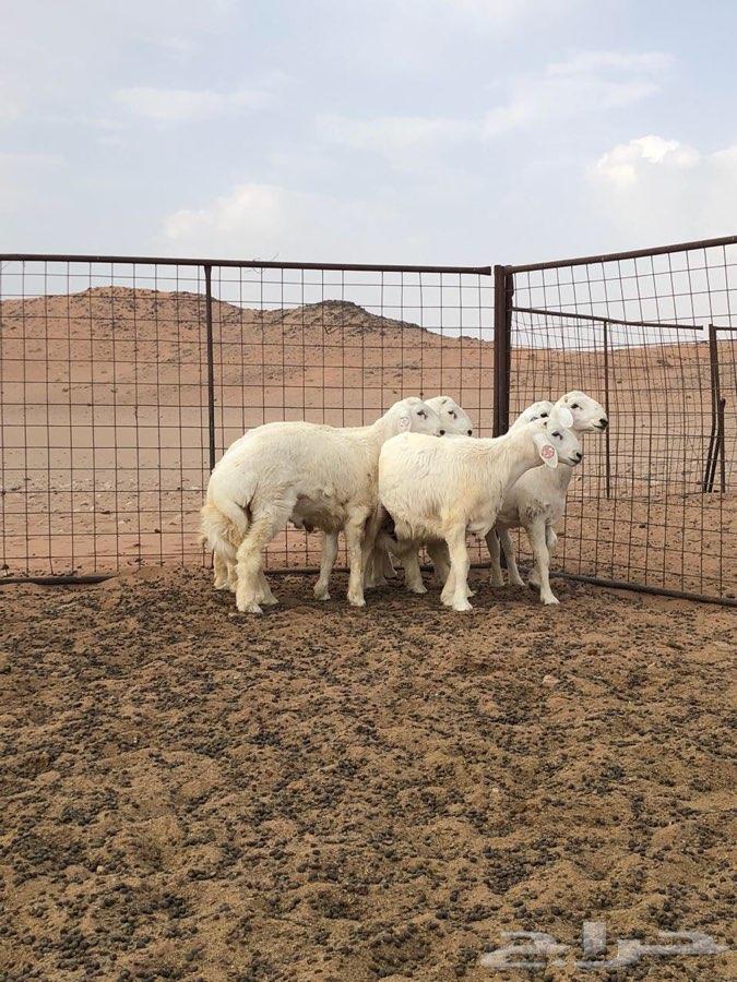 مشاريع صنف
