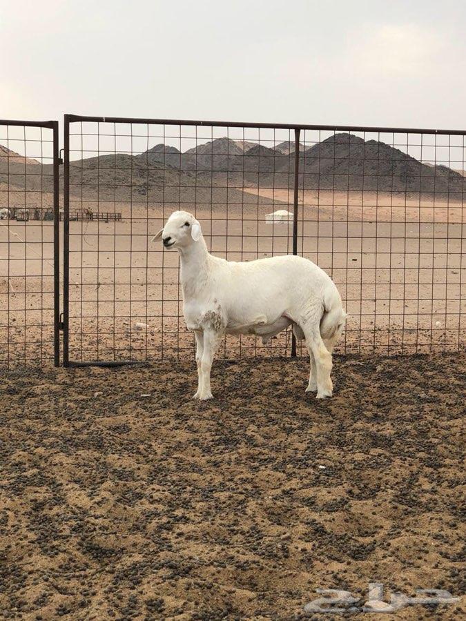 مشاريع صنف