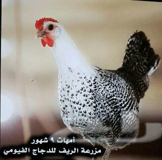 دجاج فيومي وبيض مخصب .