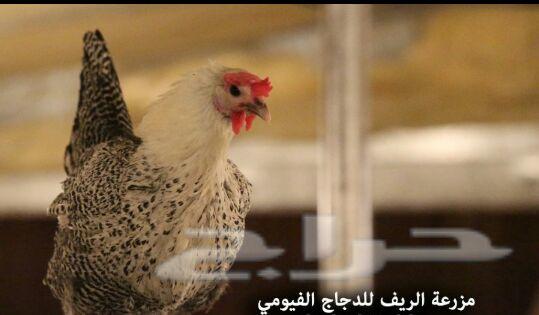 دجاج فيومي وبيض مخصب .