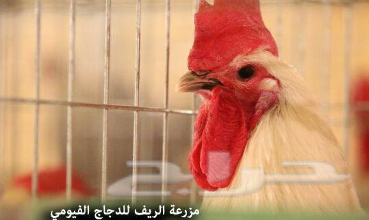 دجاج فيومي وبيض مخصب .