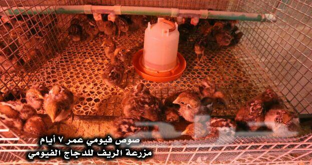 دجاج فيومي وبيض مخصب .