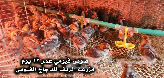 دجاج فيومي وبيض مخصب .