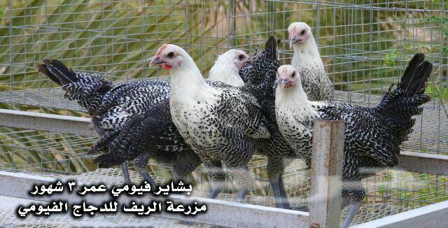 دجاج فيومي وبيض مخصب .