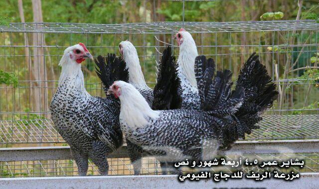 دجاج فيومي وبيض مخصب .