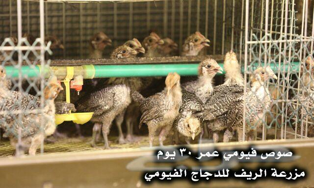 دجاج فيومي وبيض مخصب .
