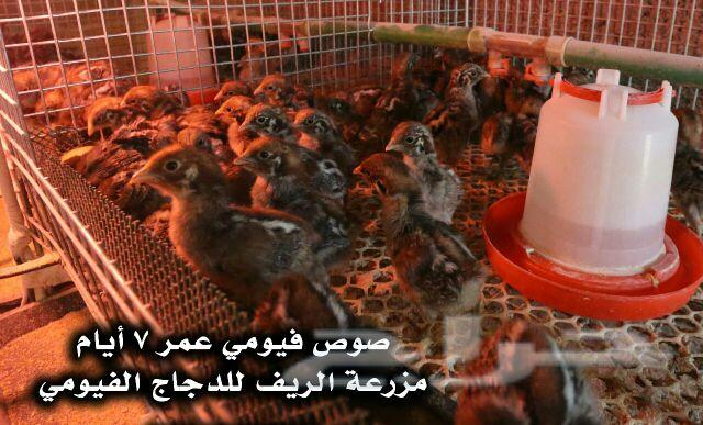 دجاج فيومي وبيض مخصب .