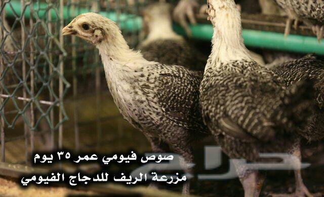 دجاج فيومي وبيض مخصب .