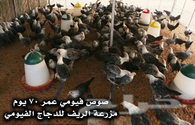 دجاج فيومي وبيض مخصب .