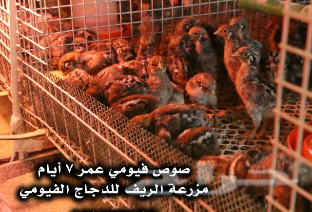 دجاج فيومي وبيض مخصب .