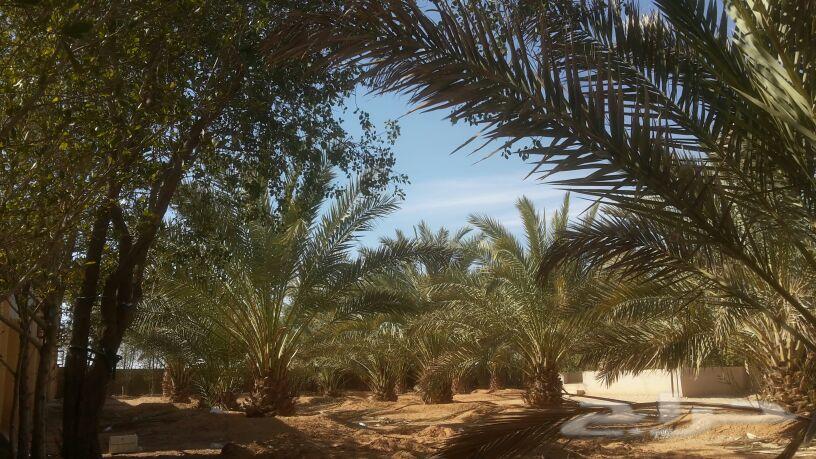 ضرماء مخطط العارضيه