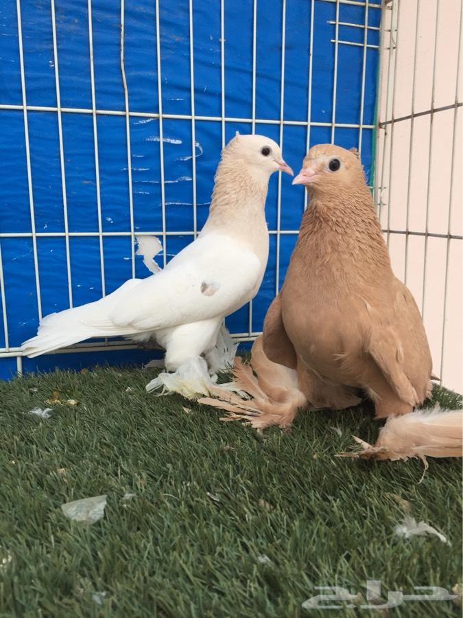 للبيع جوز صنعاني
