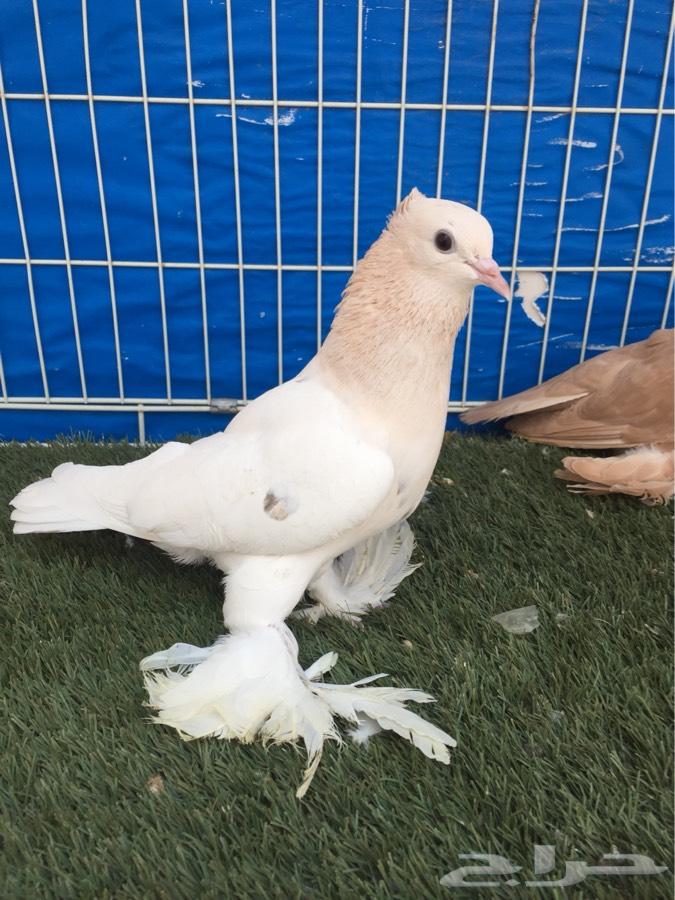 للبيع جوز صنعاني