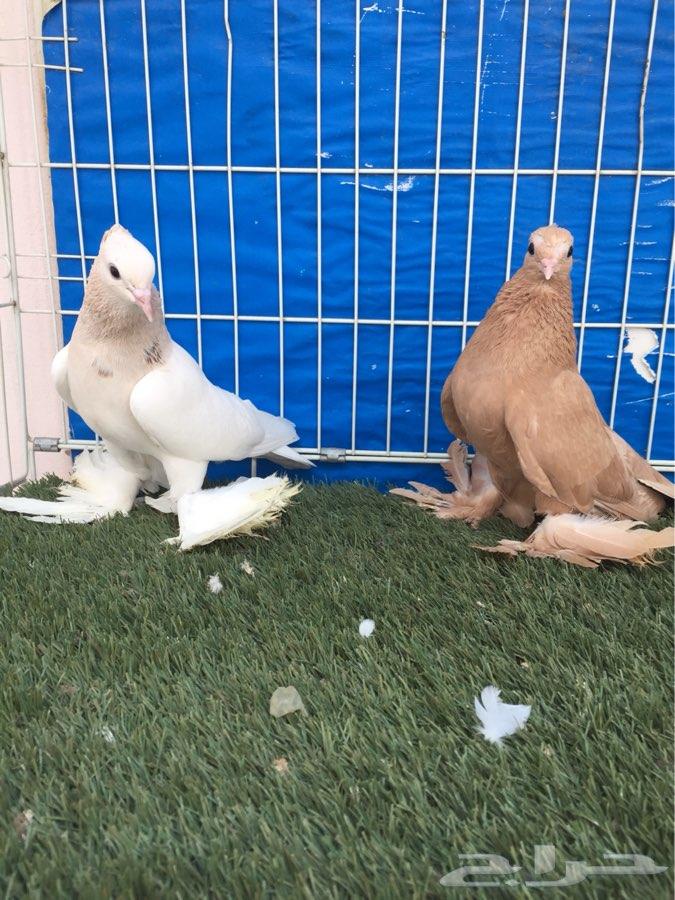 للبيع جوز صنعاني