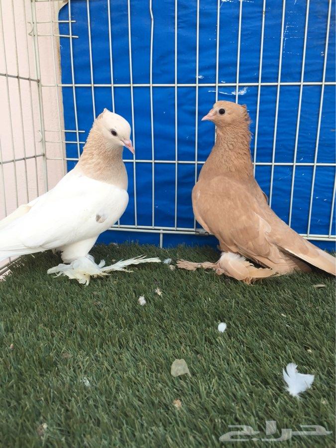 للبيع جوز صنعاني