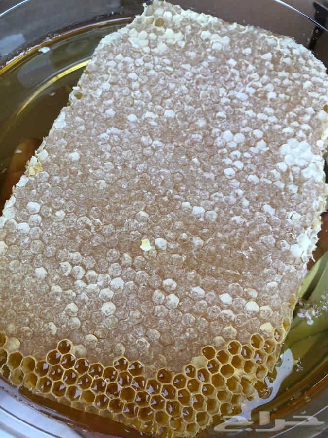 عسل سدر جبلي ( مرحبا الف )