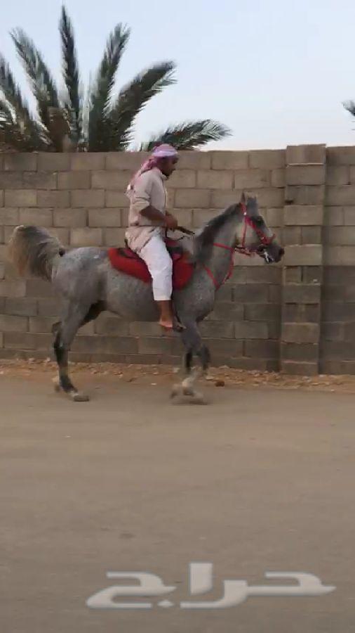 حصان واهو شيخ
