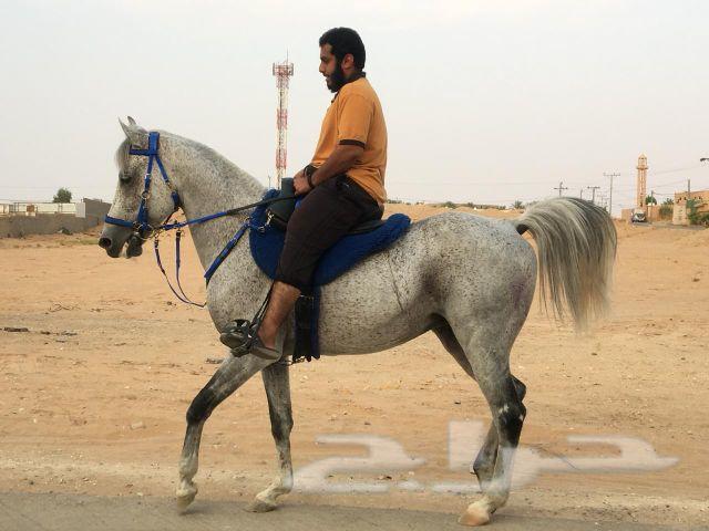 حصان واهو شيخ