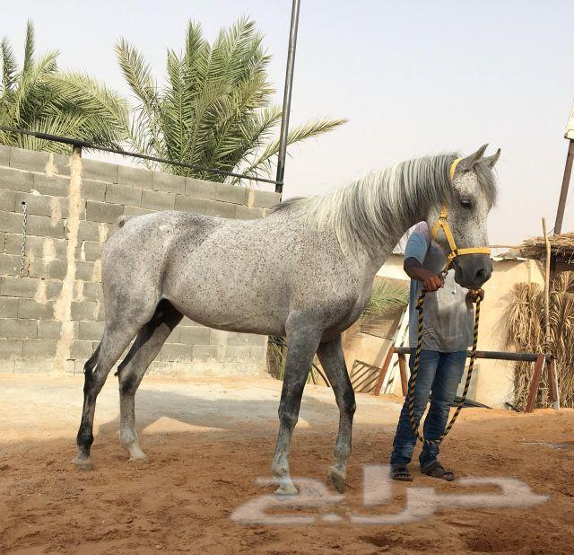 حصان واهو شيخ