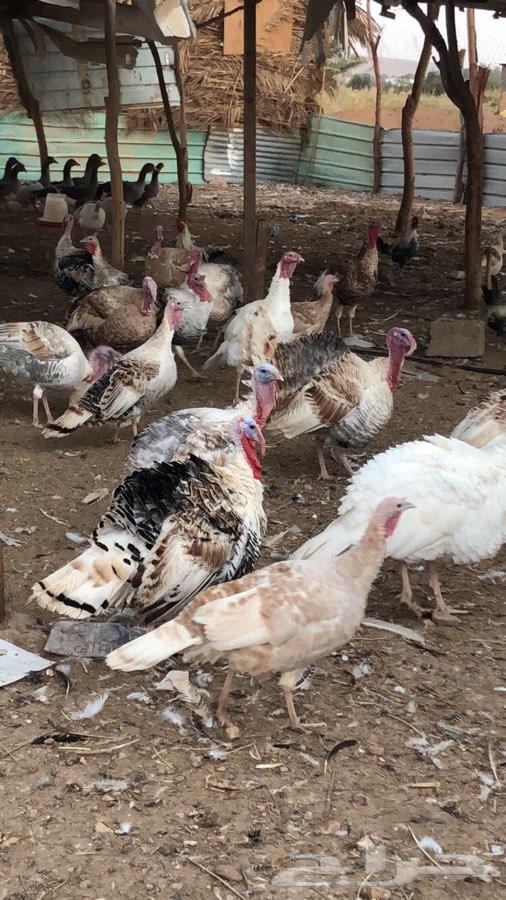 أطقم دجاج رومي بشاير