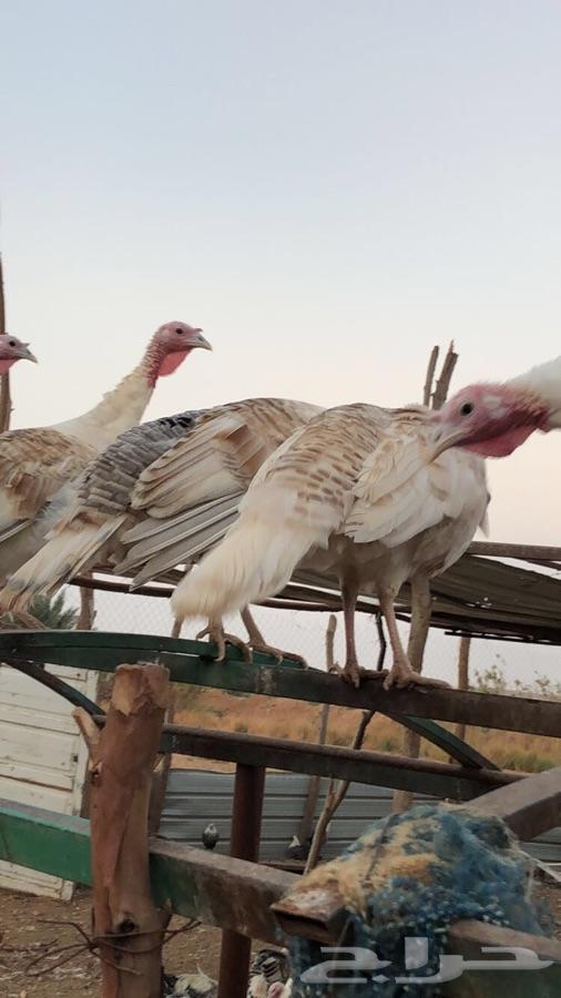 أطقم دجاج رومي بشاير