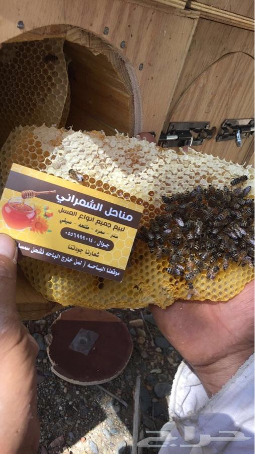 عسل سدر اصلي مضمون على المختبر قطفه1440