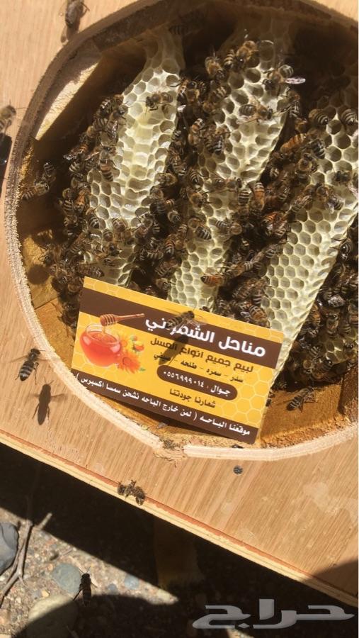 عسل سدر اصلي مضمون على المختبر قطفه1440
