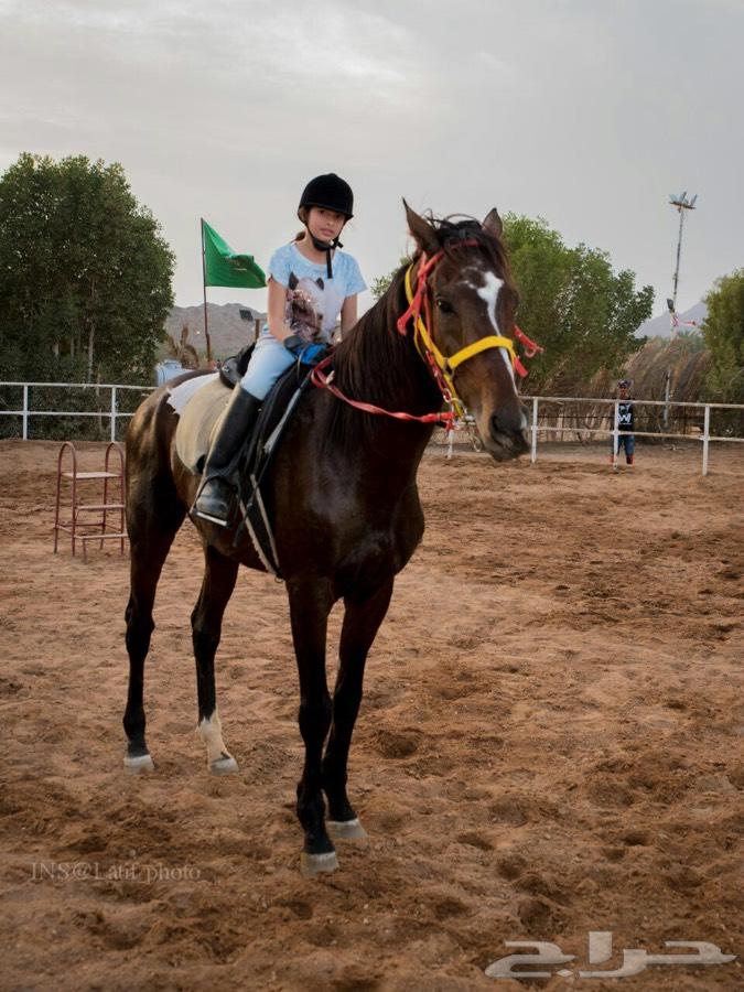 تعليم الفروسيه للرجال والنساء والاطفال