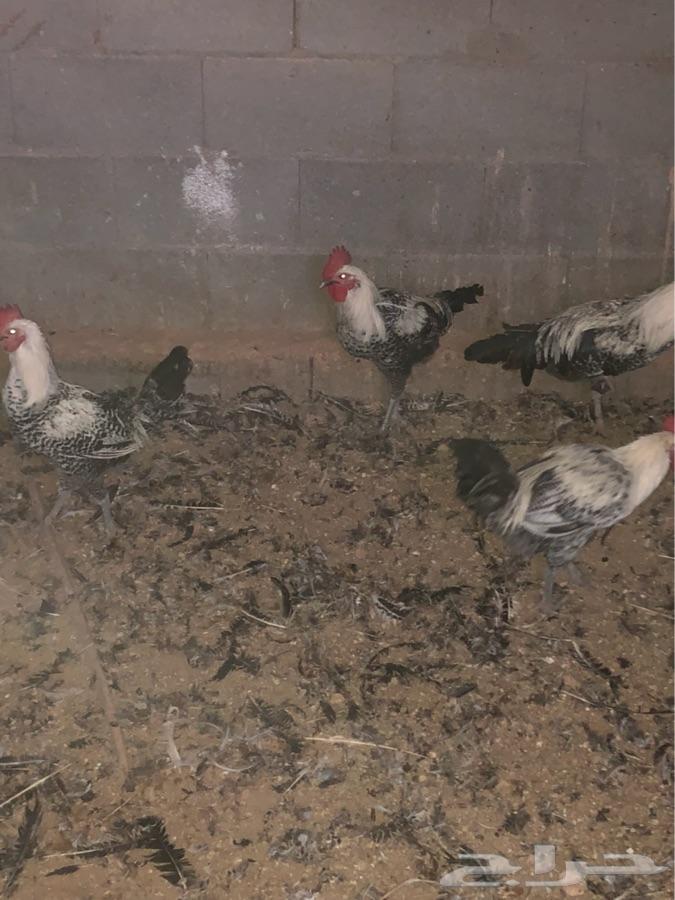 ديوك فيومي طيبة